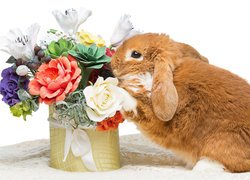 Rudy króliczek obok kwiatów w pudełku