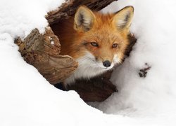 Rudy lis w zaśnieżonej norce