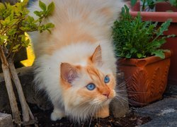 Rudy niebieskooki kot obok doniczek w ogrodzie
