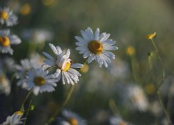 Kwiaty, Rumianki, Pajączek