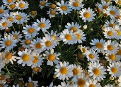 Kwiaty, Rumiany