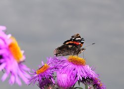 Rusałka admirał, Motyl, Astry marcinki