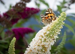 Motyl, Rusałka admirał, Biały, Kwiat, Budleja