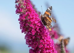 Motyl, Rusałka admirał, Kwiat, Budleja