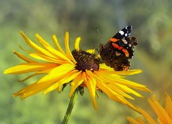 Żółty, Kwiat, Rudbekia, Motyl, Rusałka admirał