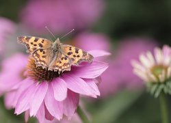 Motyl, Rusałka ceik, Jeżówka, Kwiat