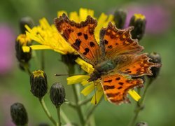 Motyl, Rusałka ceik, Żółte, Kwiaty, Pąki