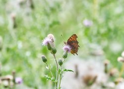 Rusałka ceik, Motyl, Kwiat, Oset