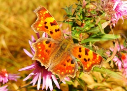 Rusałka ceik, Motyl