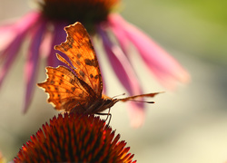 Motyl, Rusałka ceik, Owad, Jeżówka