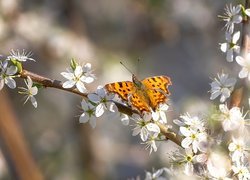 Motyl, Rusałka ceik, Gałązki, Białe, Kwiaty