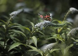 Rusałka osetnik na budlei