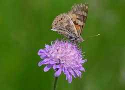 Kwiat, Driakiew, Motyl, Rusałka osetnik