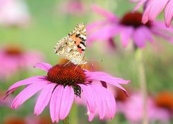 Motyl, Rusałka osetnik, Kwiat, Jeżówka