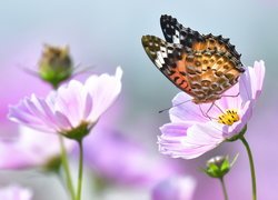 Różowe, Kwiaty, Kosmee, Motyl, Rusałka osetnik