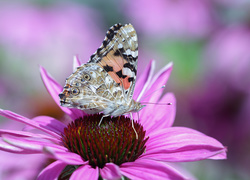 Rusałka osetnik, Motyl, Kwiat, Jeżówka