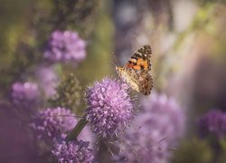 Motyl, Rusałka osetnik, Liliowe, Kwiaty