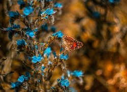 Niebieskie, Kwiaty, Motyl, Rusałka osetnik