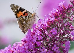 Motyl, Rusałka osetnik, Kwiat, Różowa, Budleja