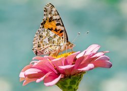 Motyl, Rusałka osetnik, Kwiat, Różowa, Cynia