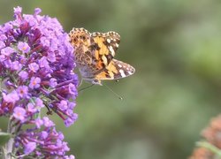 Rusałka osetnik na różowych kwiatach