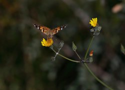 Motyl, Rusałka osetnik, Żółty, Kwiat