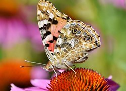 Kwiat, Jeżówka, Motyl, Rusałka osetnik