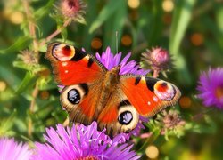 Rusałka pawik, Motyl