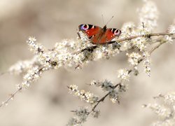 Gałązki, Białe, Kwiaty, Motyl, Rusałka pawik