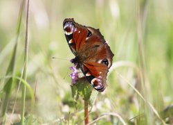 Motyl, Rusałka pawik, Kwiat, Zbliżenie