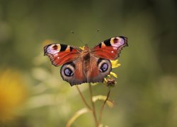 Rusałka pawik, Motyl, Owad