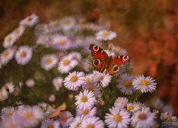 Motyl, Rusałka pawik, Owad, Astry