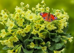 Żółte, Kwiaty, Pierwiosnki, Motyl, Rusałka pawik