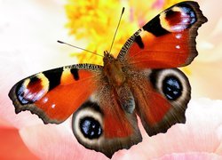 Motyl, Rusałka pawik, Zbliżenie