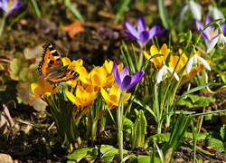 Wiosna, Krokusy, Przebiśniegi, Motyl