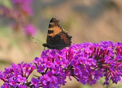 Rusałka pokrzywnik, Motyl, Kwiat