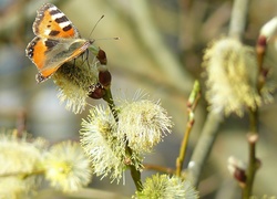 Motyl, Rusałka pokrzwnik, Gałązki, Wierzby