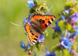 Motyl, Rusałka pokrzywnik, Skrzydła, Kwiaty