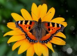 Rusałka pokrzywnik, Motyl, Żółty, Kwiat