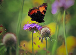 Kwiat, Motyl, Rusałka pokrzywnik