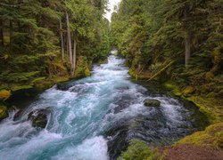 Rzeka, McKenzie River, Las, Drzewa, Stan Oregon, Stany Zjednoczone