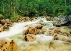 Rwąca rzeka na kamieniach w lesie