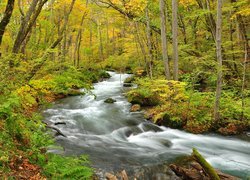 Rwąca rzeka w jesiennym lesie
