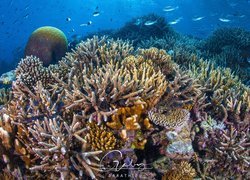 Ryby i koralowce na rafie koralowej