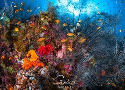 Ryby na rafie koralowej w Oceanie Indyjskim