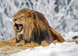 Ryczący lew na słomie