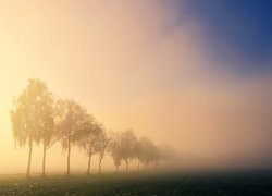 Rząd drzew w porannej gęstej mgle
