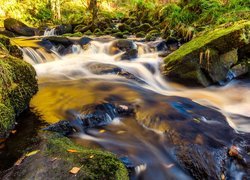 Anglia, Hrabstwo Yorkshire, Las Valley Of Desolation, Rzeka, Omszałe, Kamienie, Rośliny