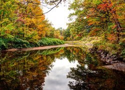 Stany Zjednoczone, Stan New Hampshire, Rumney, Rzeka Baker, Las, Jesień