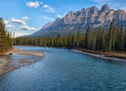 Rzeka Bow River pośród lasów na tle gór